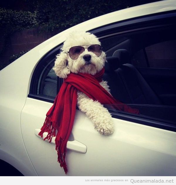 Imagen graciosa de un perro chulo sacando la cabeza pro la ventanilla del coche