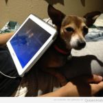 Foto graciosa de un perro como soporte de tablet