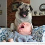 Foto graciosa de un carlino sacando la lengua a un bebé