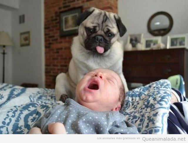 Foto graciosa de un carlino sacando la lengua a un bebé