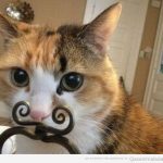Foto graciosa de gato con bigote