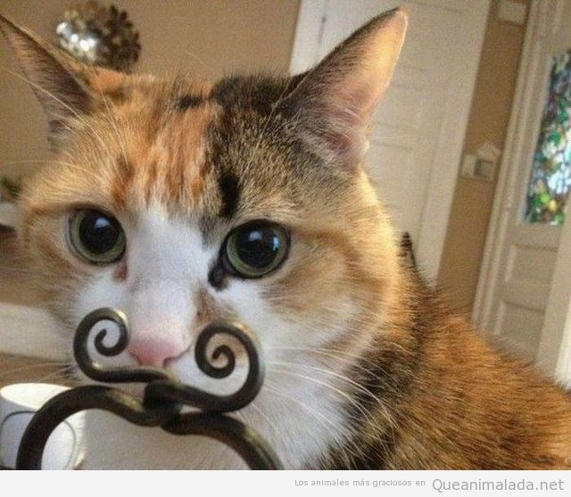 Foto graciosa de gato con bigote
