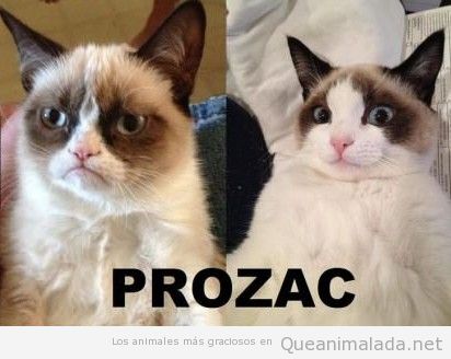 Grumpy cat feliz después de tomar prozac