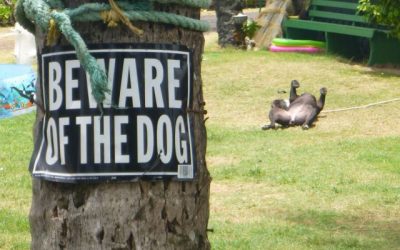 Cuidado con el perro! Si, ya, claro…
