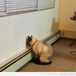 Imagen graciosa de un gato cara a la pared