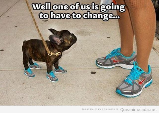 Imagen graciosa de un perro con zapatillas de deporte