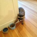 Imagen divertida de un mapache robando comida