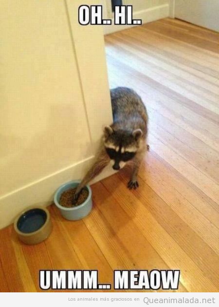 Imagen divertida de un mapache robando comida