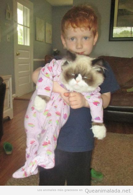 Foto graciosa de un grumpy cat con pijama