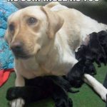 Imagen graciosa de perra blanca con cachorros negros