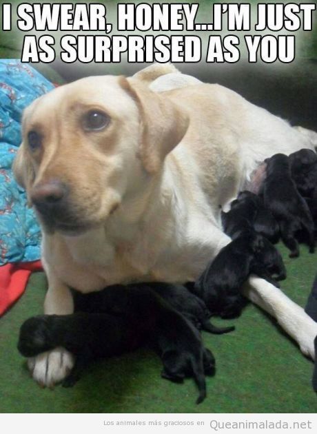 Imagen graciosa de perra blanca con cachorros negros