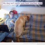 Imagen divertida de un perro en el sofá