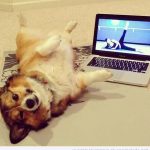Foto graciosa de un perro haciendo pilates
