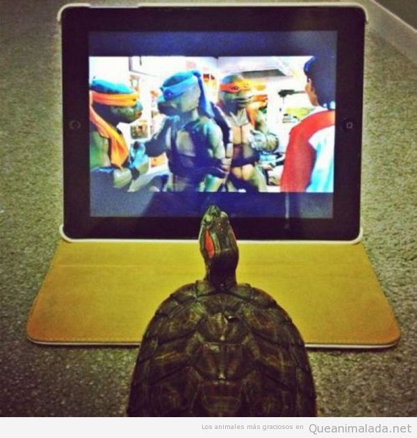 Foto gracioaa de una tortuga viendo la serie de las Tortugas Nija