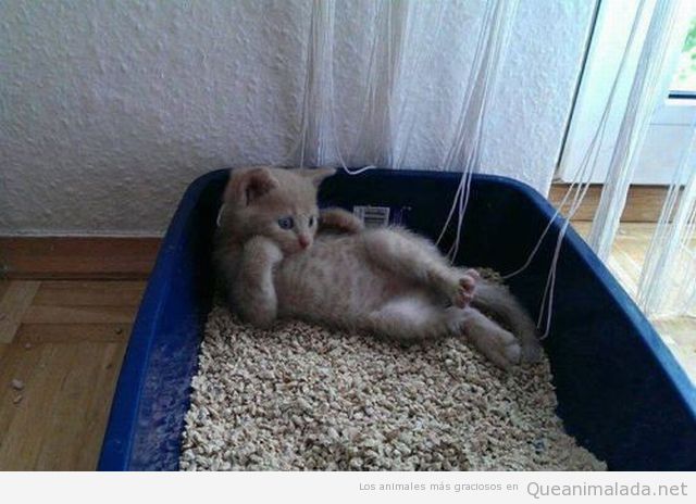 Imagen graciosa de un gato chulo tumbado en la cama de arena