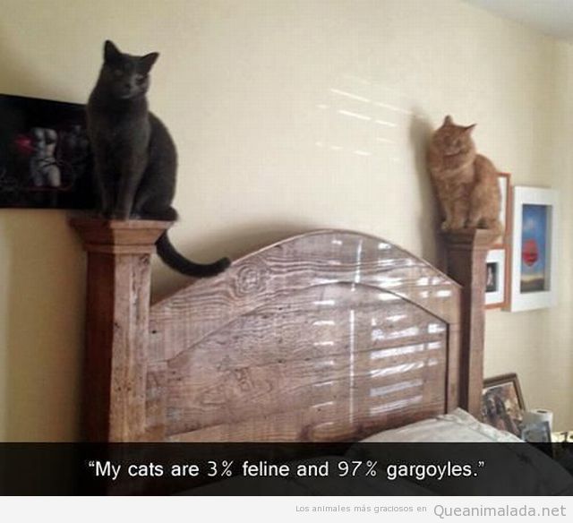 Imagen graciosa de dos gatos en el cabecero de una cama