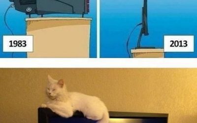 Los gatos y los televisores de pantalla plana… tremendos!