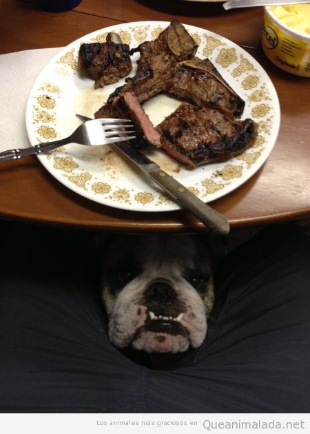Imagen divertida de un perro entre las piernas cuando comes carne
