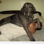 Imagen graciosa de un perro grande en la cama