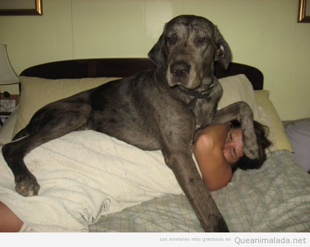 Imagen graciosa de un perro grande en la cama
