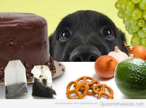 foto-graciosa-perro-comida-humanos