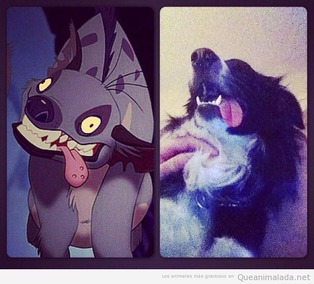 Foto graciosa del parecido de un perro con una hiena de El Rey León