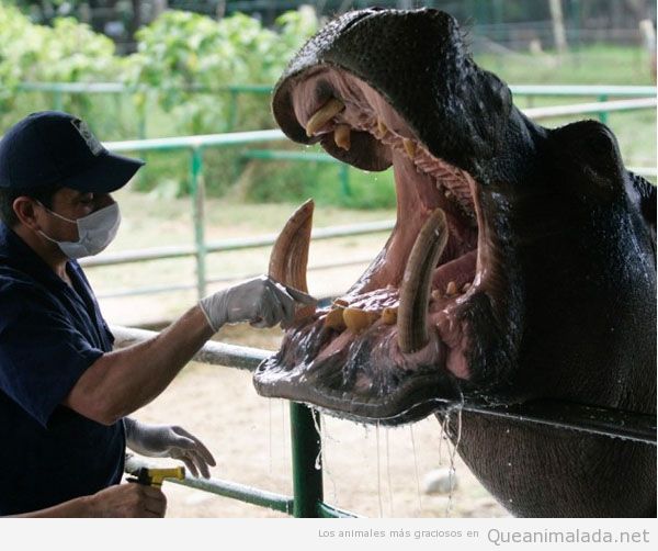 Dentista hipopótamo