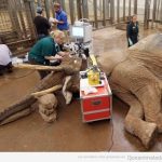Veterinario con elefante