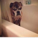 Foto graciosa de un perro en la bañera con cara de enfado