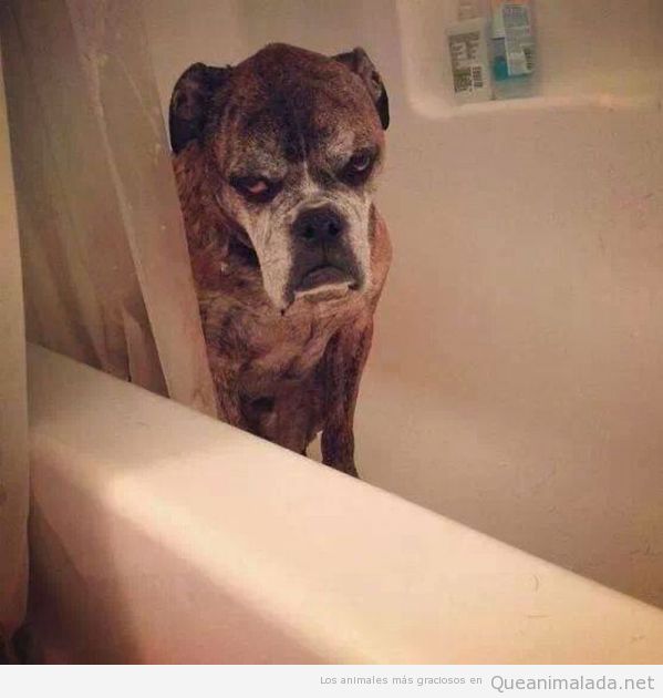 Cada vez que metes a tu perro en la bañera te pone esta cara