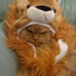 Foto graciosa de un gato con disfraz de león