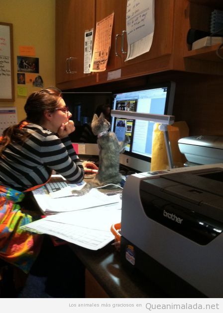 Foto graciosa gato mirando pantalla ordenador
