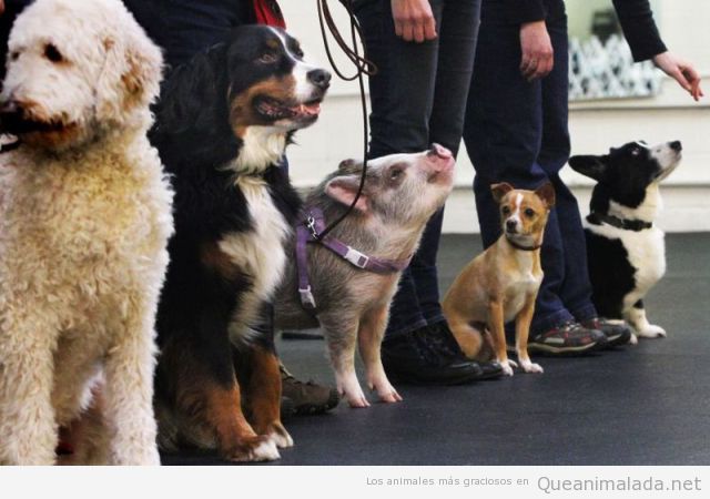 Foto divertida encuentro perros y un cerdo
