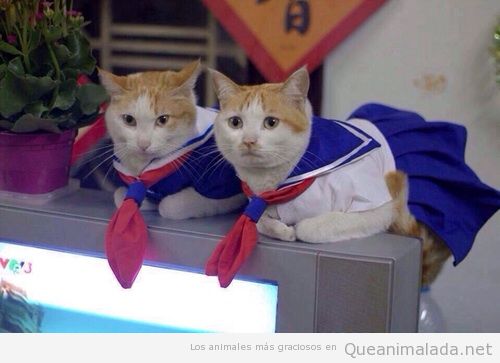 Dos gatas con disfraz de Sailor Moon ❤