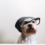 Perro hipster con gafas de pasta y gorro