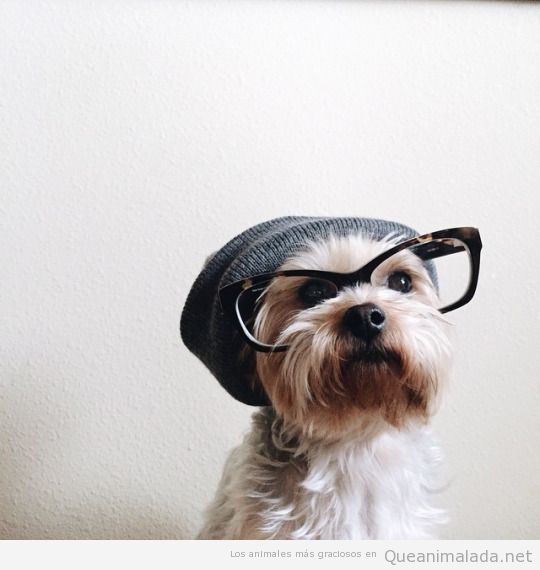 El perro más hipster que he visto nunca!
