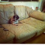 Foto graciosa carlino o pug atrapado en el sofá