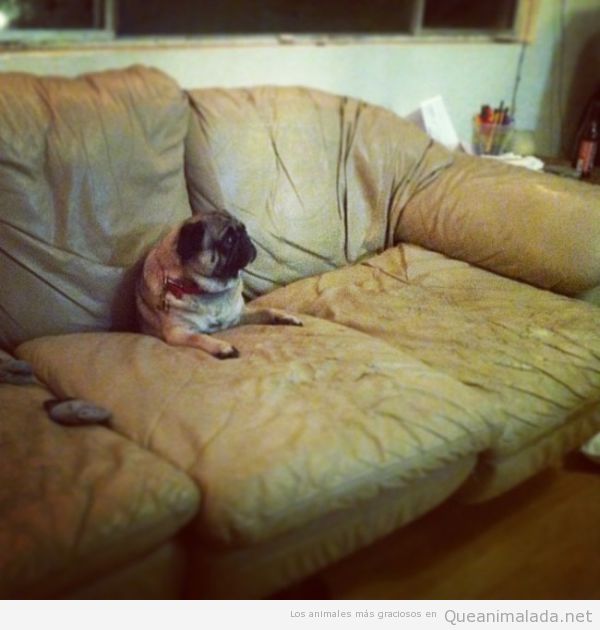Foto graciosa carlino o pug atrapado en el sofá