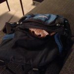Foto graciosa gato dentro de una mochila