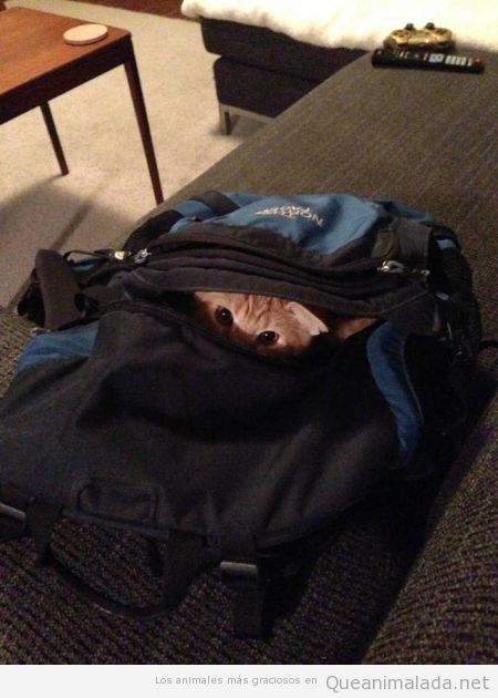 Foto graciosa gato dentro de una mochila
