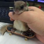 Foto graciosa de un hamster en un mini skate