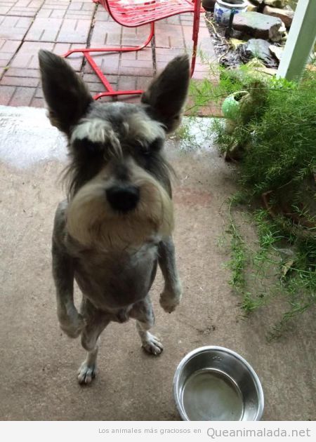 Foto graciosa perro Schnauzer de pie y enfadado