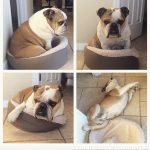 Foto divertida bulldog en cama pequeña