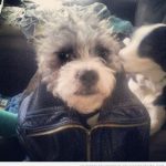 Foto graciosa perro chulo con chupa de cuero