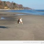 Foto graciosa de un perro feliz en la playa