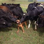 Foto graciosa de un perro lamido por muchas vacas