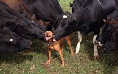 La fiesta del lametón: 10 vacas y un perro
