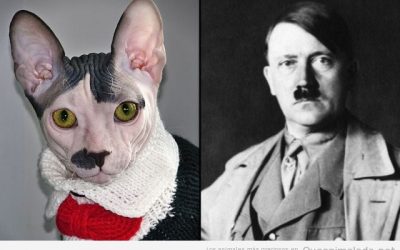 A ver, a ver, este gato sphynx se parece peligrosamente a Hitler