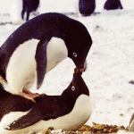 Gif animado pingüino besándose