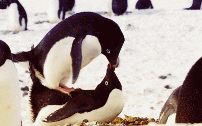 Un besito de pingüino! (Gif)